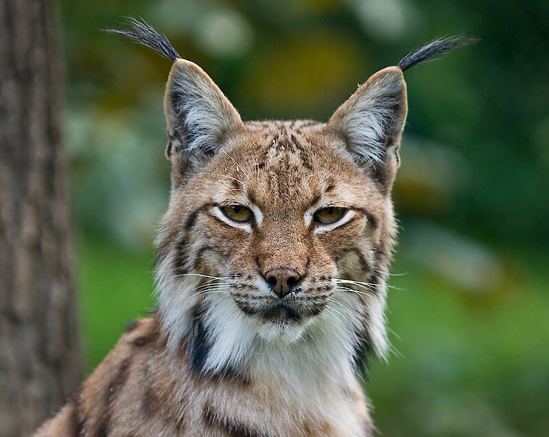 Luchs im Tierfreigehege Nationalpark